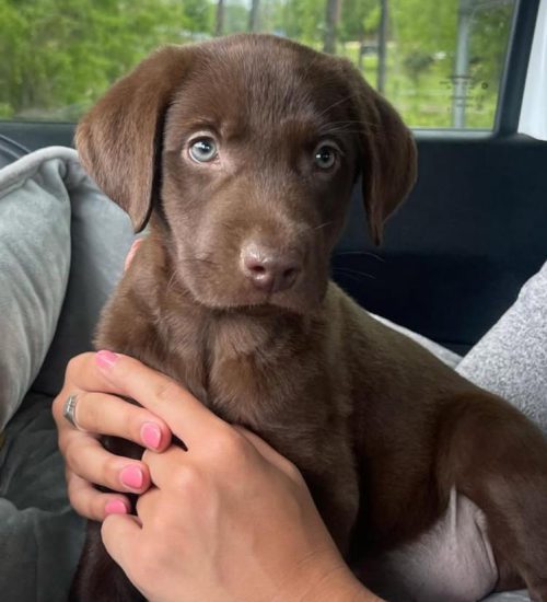 SADIE 000 SADIE 000